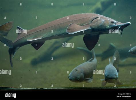 Kaluga (Great Siberian) Sturgeon .
